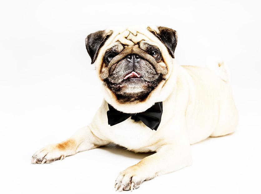 Psycho test : What animal were you in a previous life?