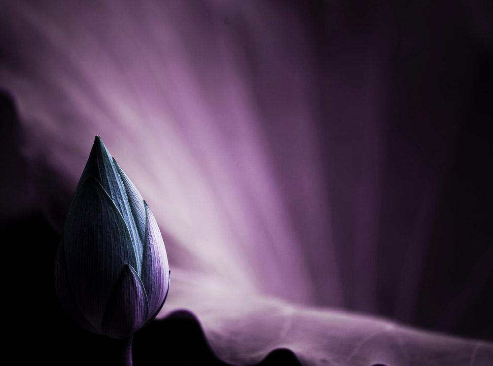 Reading : The lotus eye
